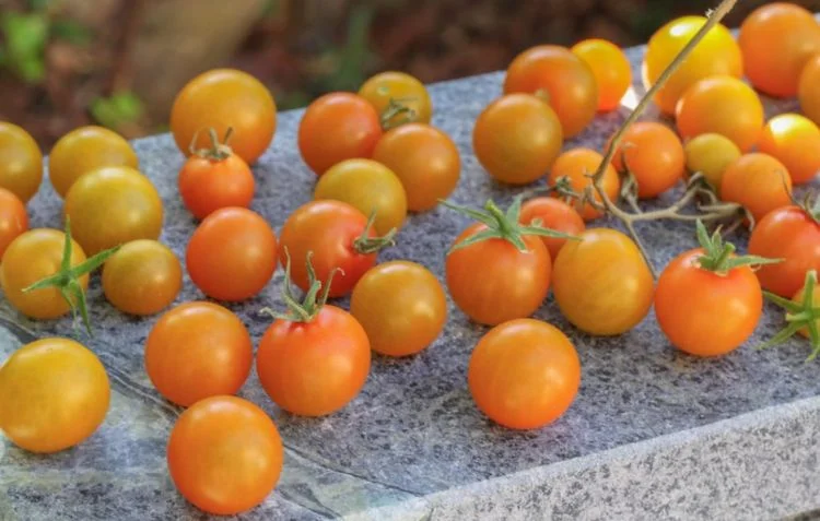 Золотой Алатау