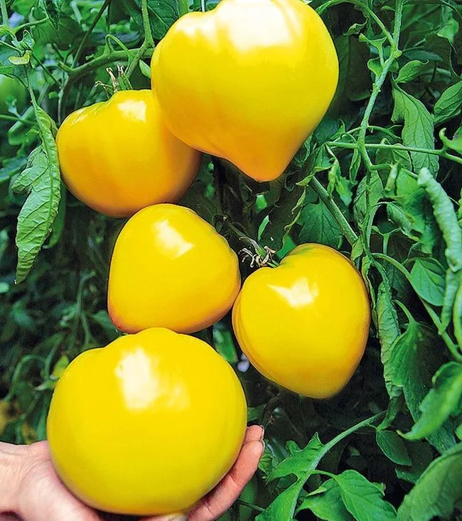 Золотой стиль