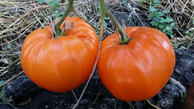 Золоченый беляш