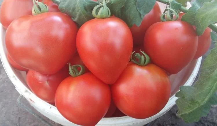 Клубничное дерево