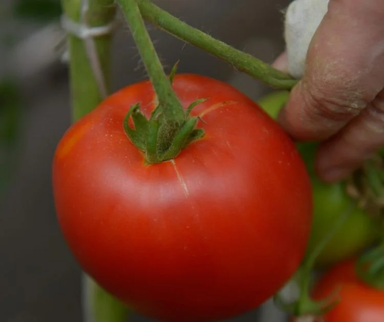 Коко Шанель