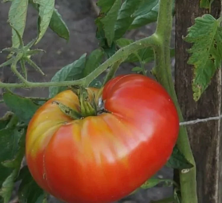 Лопатинские