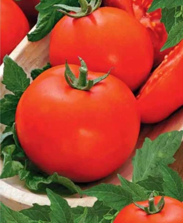 Мадам Клико