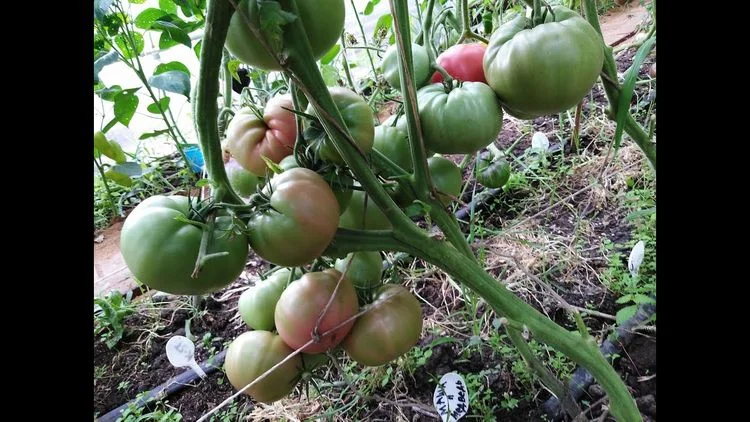 Маша и Медведь