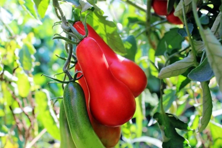 Морской конек