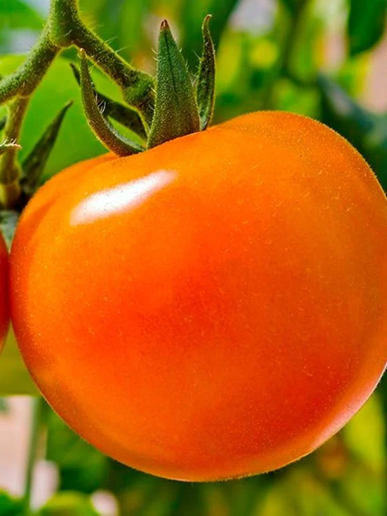 Оранжевый статус