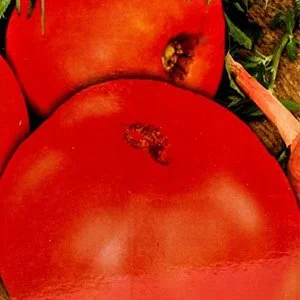 Орловские рысаки