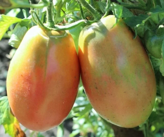 Ослиные уши золотые