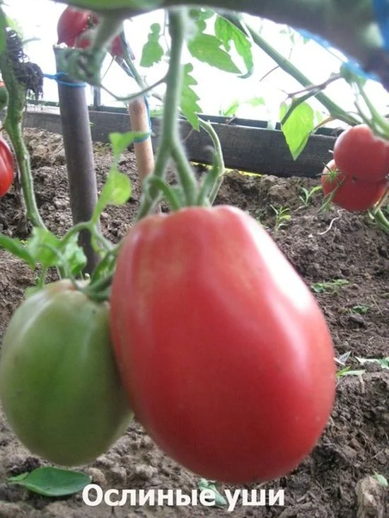 Ослиные уши малиновые