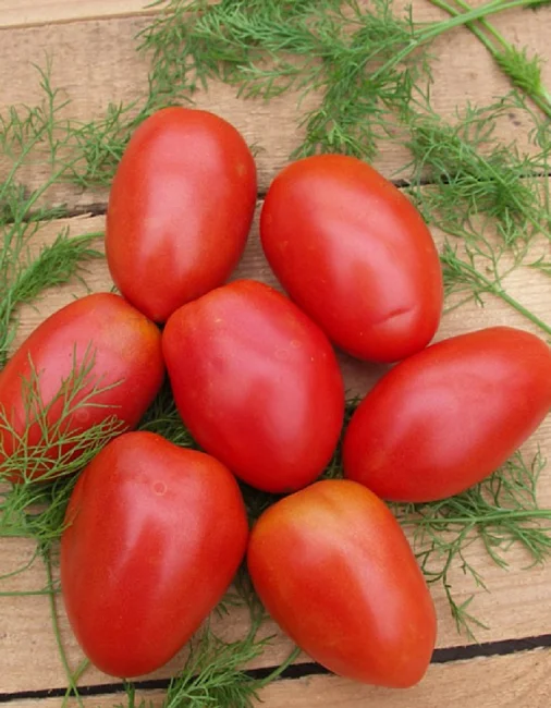 Миниатюра изображения сорта Боец