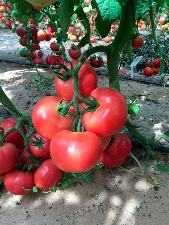 Розовое Рафаэлло