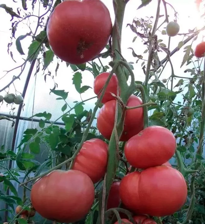 Розовые береты