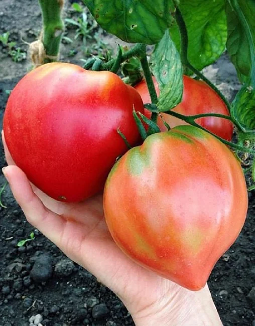 Миниатюра изображения сорта Бычье сердце