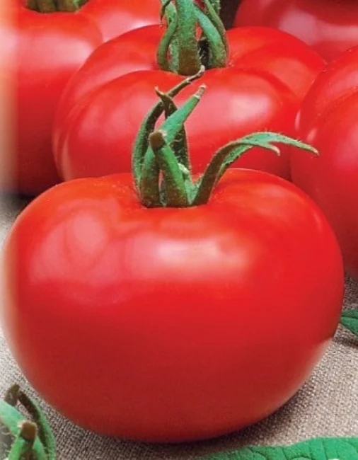 Миниатюра изображения сорта Бэлла Роса