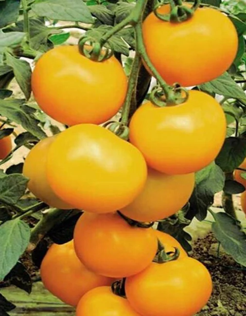 Миниатюра изображения сорта В десятку