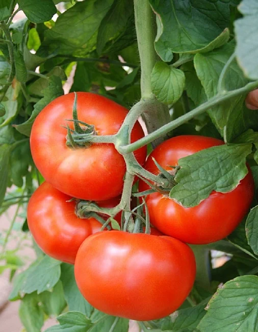 Миниатюра изображения сорта Верность 