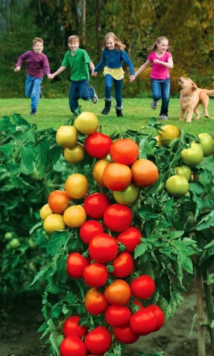 Миниатюра изображения сорта Веселая компания