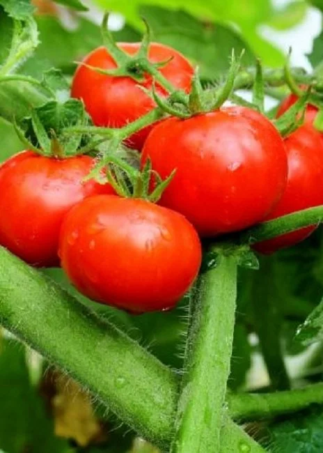 Миниатюра изображения сорта Взрыв