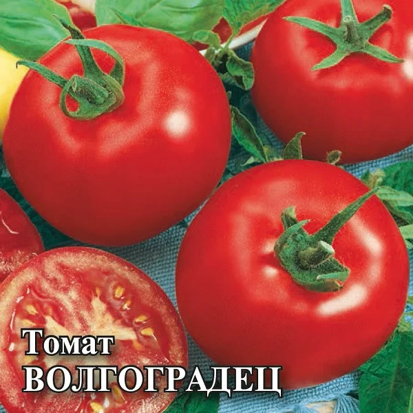 Волгоградец 