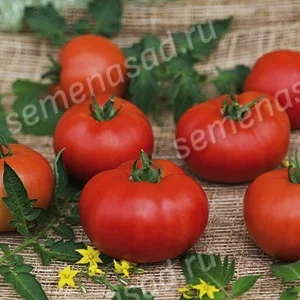 Миниатюра изображения сорта Волгоградский 5/95