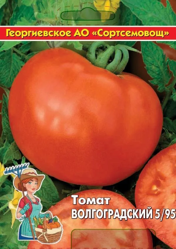 Миниатюра изображения сорта Волгоградский 5/95