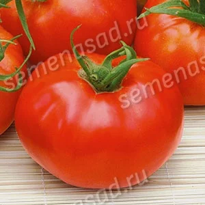 Миниатюра изображения сорта Волгоградский скороспелый 323