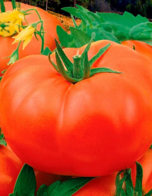 Гордость Урала