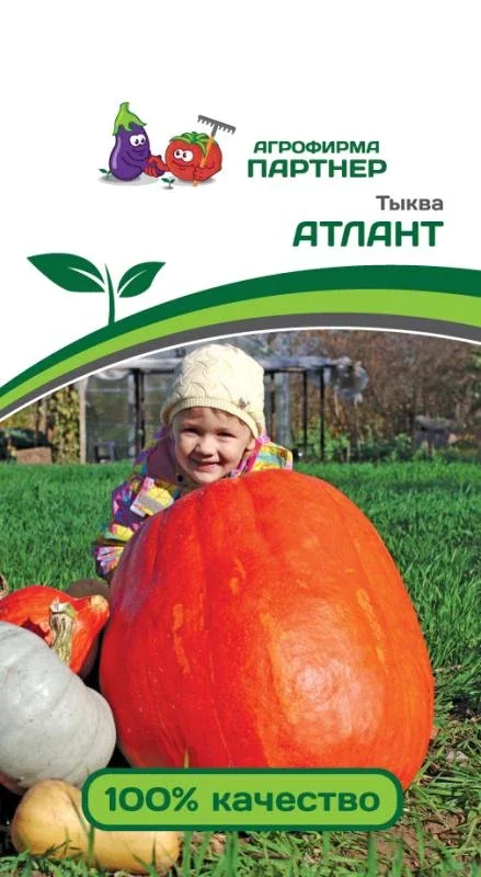 Миниатюра изображения сорта Атлант