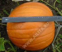 Коннектикут филд