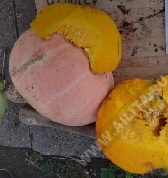 Розовый этамп