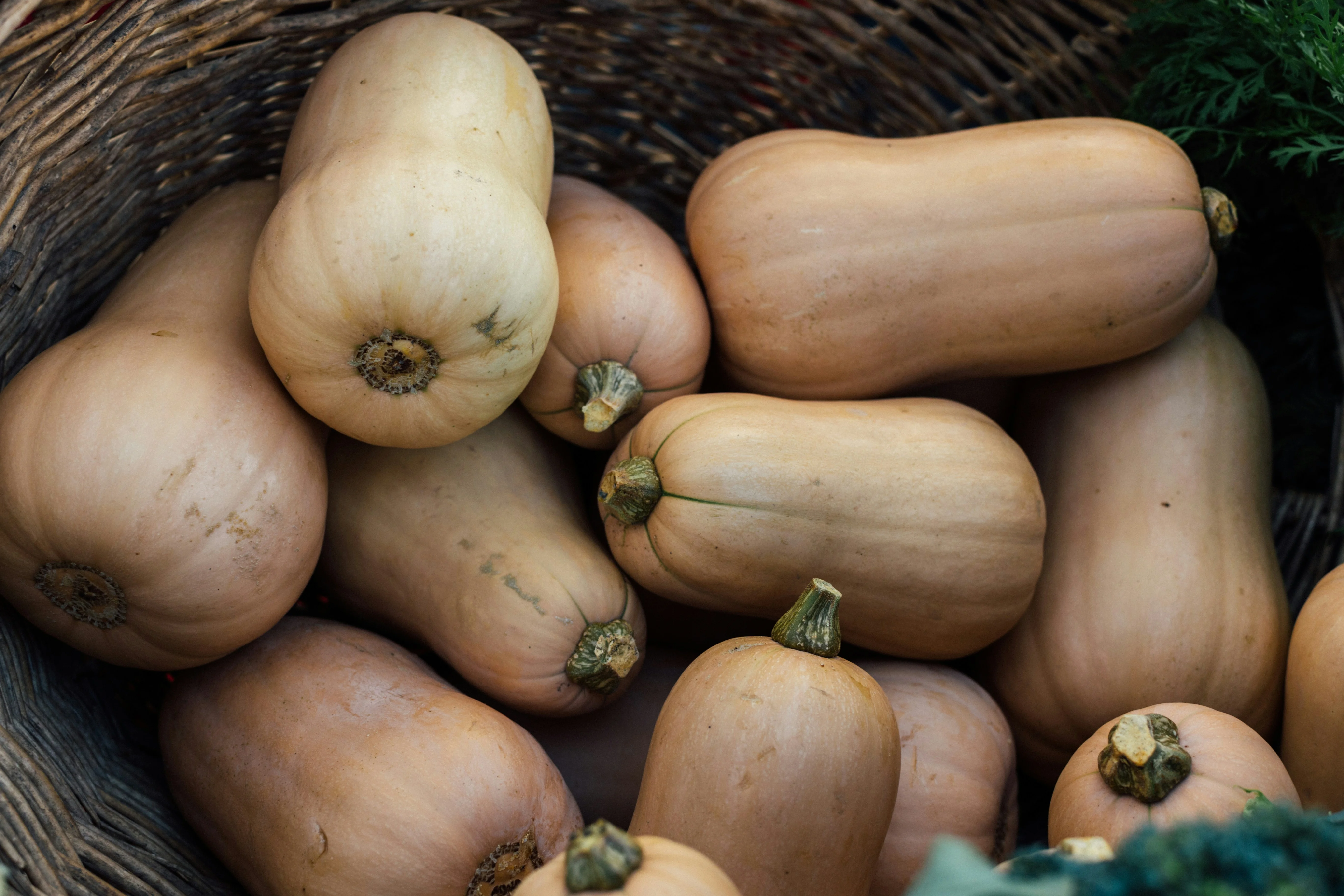 Тыква Баттернат