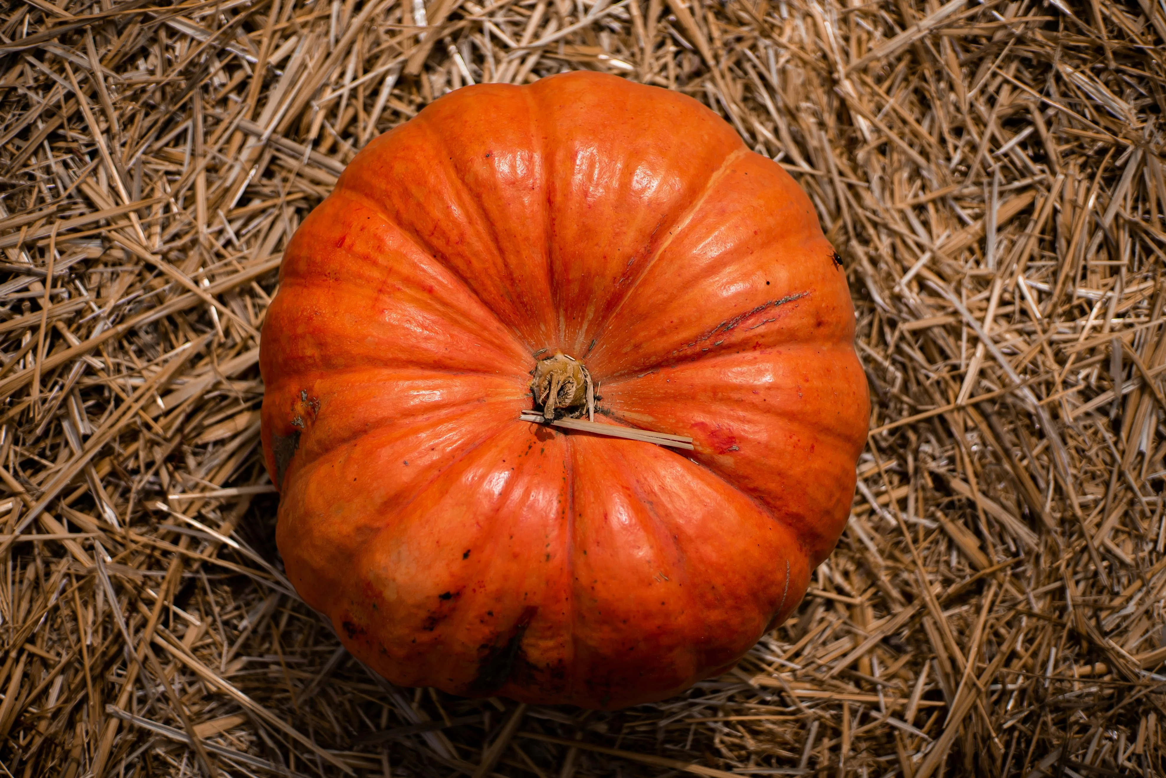 Тыква Крупноплодная