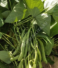 Любушка-голубушка