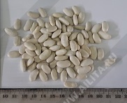 Некарконигин