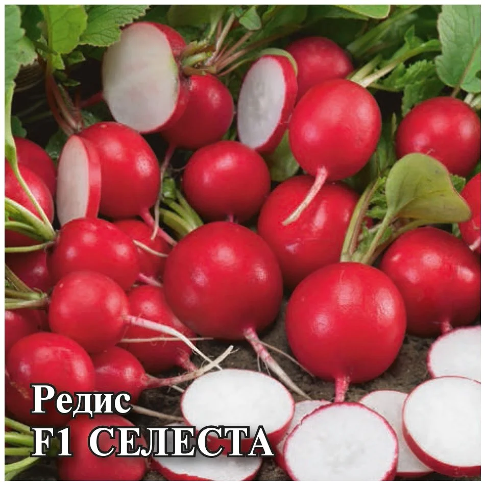 Миниатюра изображения сорта Селеста