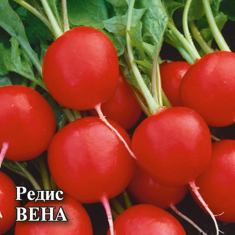 Вена
