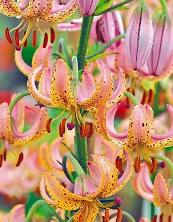 Гвинея Голд