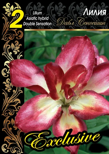 Дабл Сенсейшен