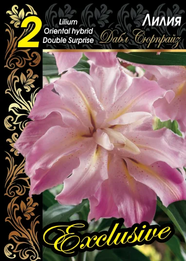 Дабл Сюрпрайз