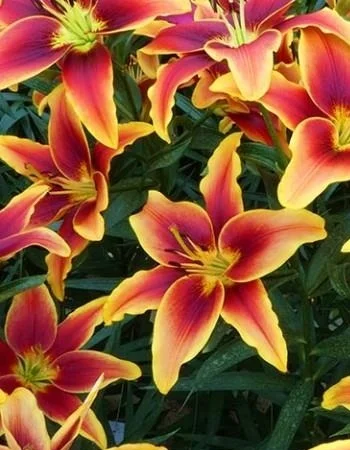 Авалон Сансет