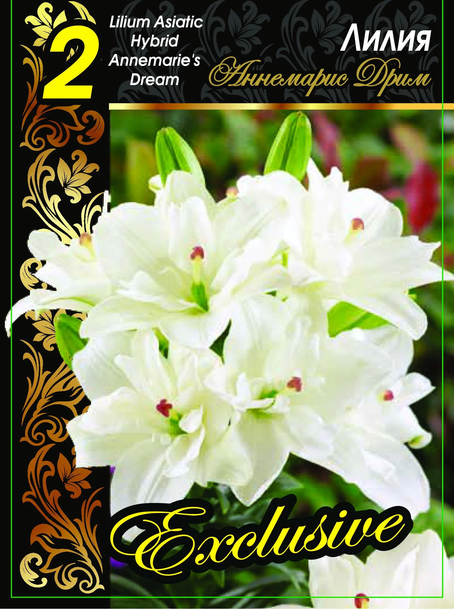 Аннамари Дрим (Сон Анны Марии)