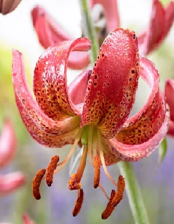 Манитоба Монинг