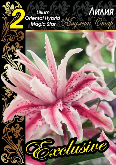 Мэджик Стар