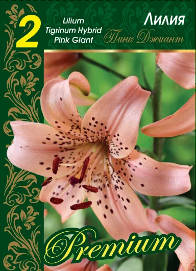 Пинк Джиант