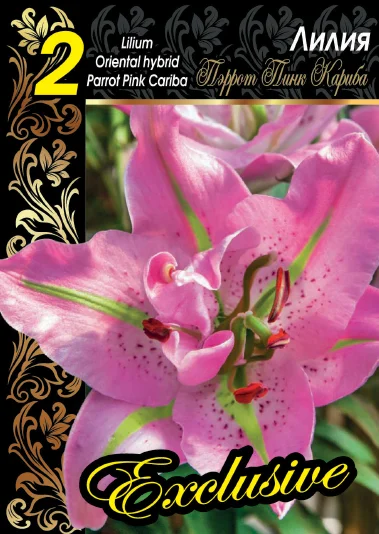 Пэррот Пинк Кариба