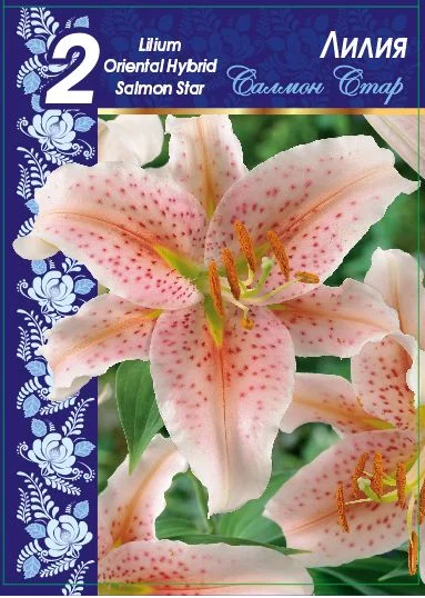 Салмон Стар