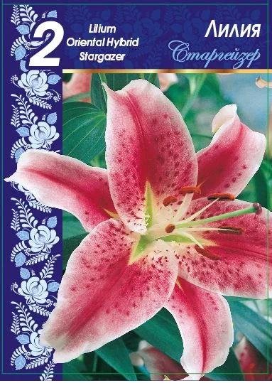 Старгейзер