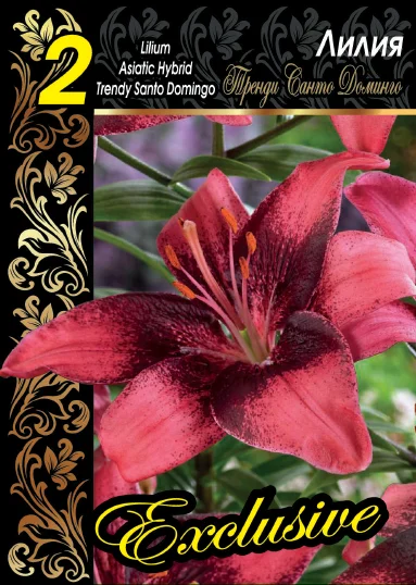 Тренди Санто Доминго