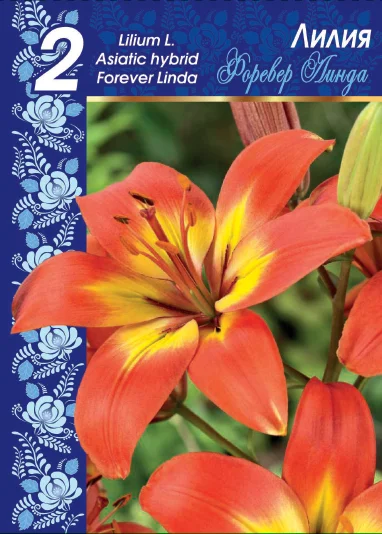 Форевер Линда