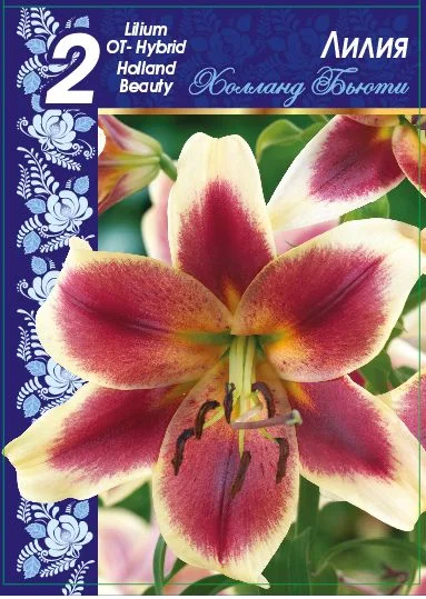 Холланд Бьютти